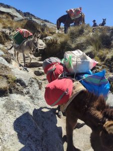 Huaraz, Peru - Mules lend a hand on the Santa Cruz trek
