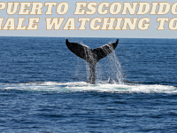3-Hour Puerto Escondido Whale Watching and Dolphin Tour