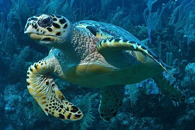 Puerto Morelos Snorkeling Tour - turtle