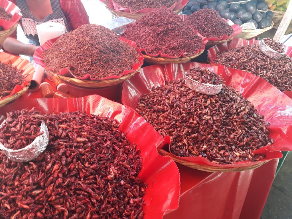 Street Food Tours In Oaxaca - champolines (grasshoppers)
