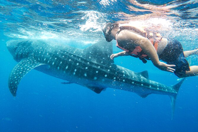 Cancun Whale Shark Tours 1