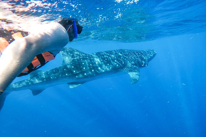 Cancun Whale Shark Tours 2